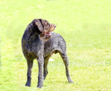 black wirehaired pointer