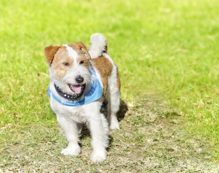 Rough coated Jack Russell Terrier, standing Rough coated Jack Russell Terrier, standing
