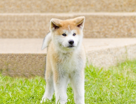A profile view of a young beautiful white and red Akita Inu puppy dog standing on the lawn. Japanese Akita dogs are distinctive for their oriental look and for being courageous.の写真素材
