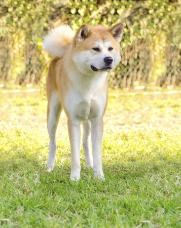 A front en face view of a young beautiful white and red Akita Inu dog standing on the grass  Japanese Akita dogs are distinctive for their oriental look and for being courageous の写真素材