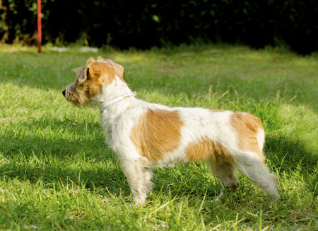 Rough coated Jack Russell Terrier, standing Rough coated Jack Russell Terrier, standing