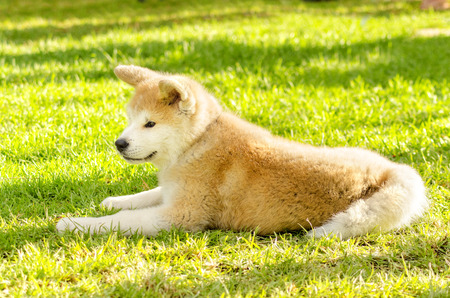 A profile view of a young beautiful white and red Akita Inu puppy dog sitting on the grass  Japanese Akita dogs are distinctive for their oriental look and for being courageous の写真素材