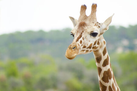 A close up view of a baby giraffe calf. The Giraffa camelopardalis is the tallest living terrestrial animal and the largest ruminant, with extremely long neck and legs, horn-like ossicones and distinctive coat patternsの写真素材