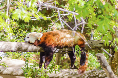 A beautiful red panda lying on a tree branch sleeping stretched out with its legs hanging dangling down. The red cat bear has a white mask and red brown coat and is called hun ho in Chinese meaning fire fox.の写真素材