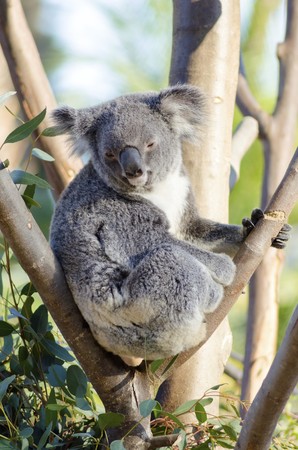 A cute adorable adult koala bear sitting on a tree grasping a branch with its claws の写真素材