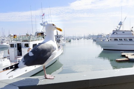 The Shelter island Marina in Point Loma, San Diego, Southern California, United States of America  A view of a seagull and some yachts docked on the harbor の写真素材