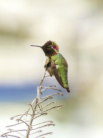 Profile view of a small Anna's Hummingbird sitting on a perch. Distinctive for its long, sharp, straight and slender beak, iridescent red crown and gorget, iridecent bronze, green back gray, brown belly and long bill.の写真素材