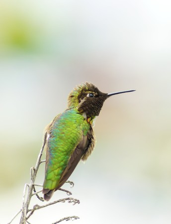 Profile view of a small Anna's Hummingbird sitting on a perch.の写真素材