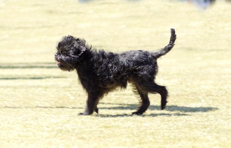A small young black Affenpinscher dog with a short shaggy wire coat walking on the grass. The Affie...