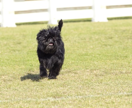 A small young black Affenpinscher dog with a short shaggy wire coat walking on the grass. The Affie looks like a monkey and is an active, adventurous, curious, stubborn, fun-loving and playful breed.の写真素材