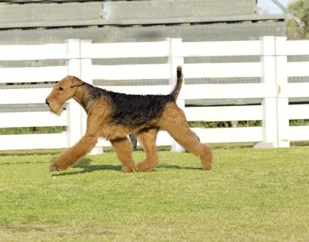 A profile view of a black and tan Airedale Terrier dog walking on the grass, looking happy. It is known as the king of terriers as it is the largest breed of terriers and for being very intelligent, independent, strong-minded, stoic, and sometimes stubborの写真素材