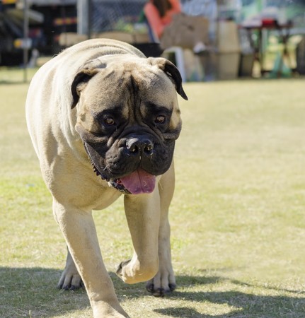 A portrait view of a young, beautiful red fawn, medium sized Bullmastiff dog walking on the grass. The Bullmastiff is a powerfully built animal with great intelligence and a willingness to please.の写真素材