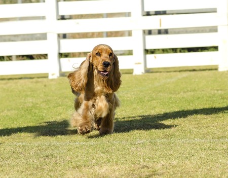 A small, young beautiful fawn, red English Cocker Spaniel dog walking on the grass, with its coat clipped into a show cut, looking very friendly and beautiful. The Cocker Spanyell dogs are an intelligent, gentle and merry breed.の写真素材