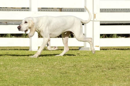 A young, white Porcelaine dog walking on the grass The Chien de Franche-Comte has a shiny coat,...