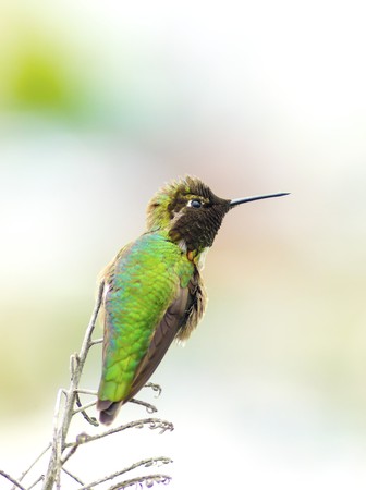 Profile view of a small Anna's Hummingbird sitting on a perch. Distinctive for its long, sharp, straight and slender beak, iridescent red crown and gorget, iridecent bronze, green back gray, brown belly and long bill.の写真素材
