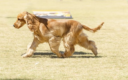 cocker spaniel winter coat