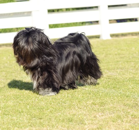 A small young black Lhasa Apso dog with a long silky coat covering its face and eyes running on the grass. The long haired, bearded Lasa dog has heavy straight long coat and is a companion dog.の写真素材