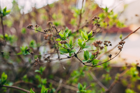 tree branch with buds background. Early spring conceptの写真素材