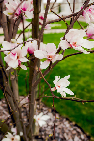 Beautiful light pink magnolia flowers on green grass background.の写真素材