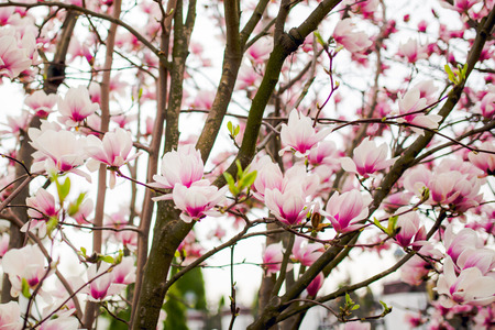 Beautiful light pink magnolia flowers on white sky background.の写真素材