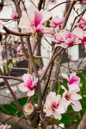 Lotus-flowered Magnolia,Large-flowered Magnolia,many beautiful pink flowers blooming in the countryside,Southern Magnolia,Loblolly Magnoliaの写真素材