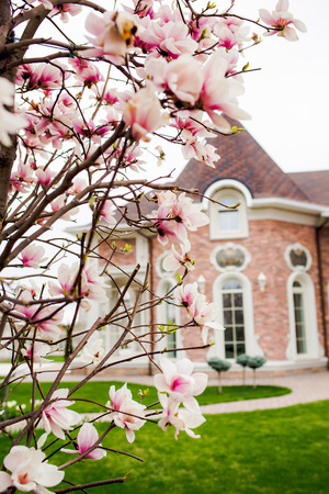 Beautiful light pink magnolia flowers on hause background.の写真素材