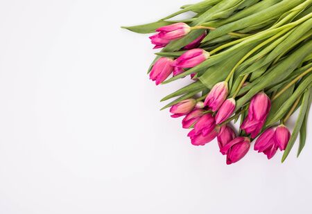 pink tulips isolated on white. Flat lay.の写真素材