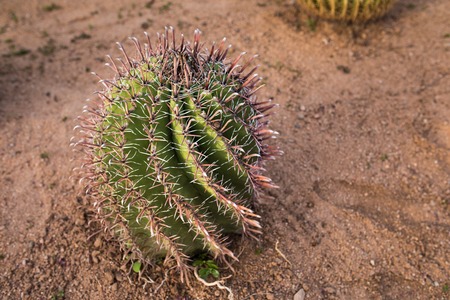 Golden Barrel Cactus or Golden Ball on sand beachの写真素材