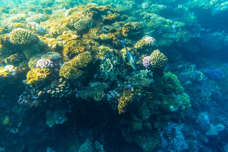 Tropical ocean life. Coral reef full of fish floating under water surface. Sunbeams light through...