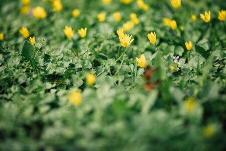 Blurry Spring Background. Nature Background. Yellow Flowers