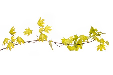 green leaves and branches on white background for abstract texture environment nature love earth concept for design and decorationの写真素材