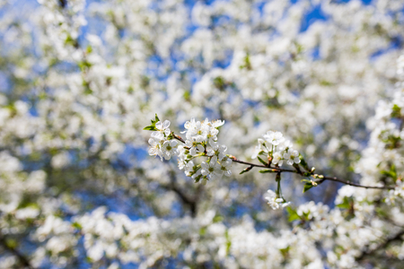 spring background of branches of blossoming treeの写真素材