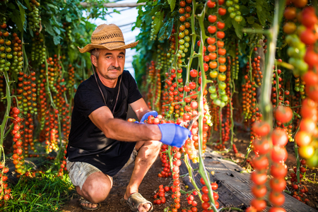 Mature Man in greenhouse holding cherry tomatoes harvest at the camera in greenhouse, Agricultureの写真素材
