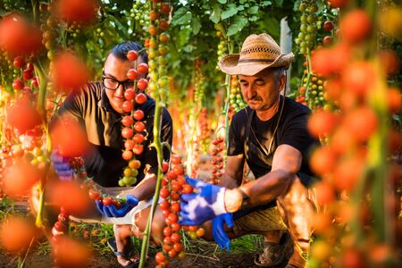 Son and dad agriculture workers cheking and collect harvest of cherry tomato in greenhouse. Family business Agricultureの写真素材