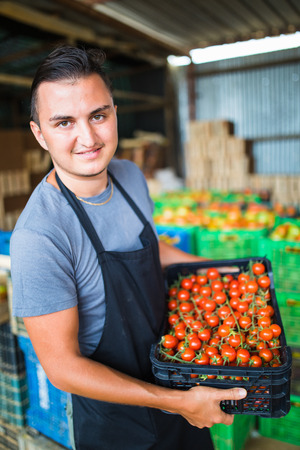 Farmer man collects cherry tomatoes with scissors harvest in wooden boxes in the greenhouse family business. Agricultureの写真素材