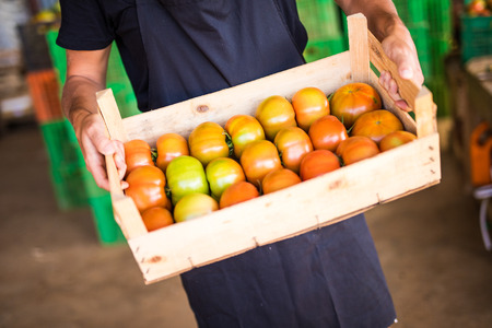Close up of woman s hands holding a big box of tomato harvest in the garden. Agricultureの写真素材