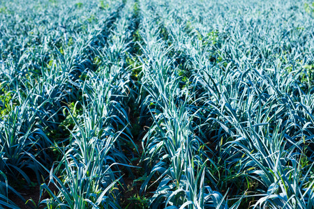 Large field with harvesting ripe leek plants in a  rural landscapeの写真素材