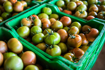 Fresh healthy tomatoes being stocked in plastic boxes. Agricultureの写真素材