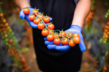 Gardener picking up fresh ripe red cherry tomatoes in garden with white gloves in harvesting period. Agricultureの写真素材