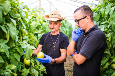 Farm workers checking and picking tomato in a greenhouse. Agricultureの写真素材