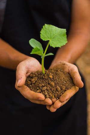 Human hands holding green small plant new life concept. Agriculture in green house