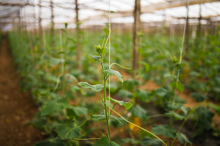 To grow cucumbers in the greenhouse at farmの写真素材
