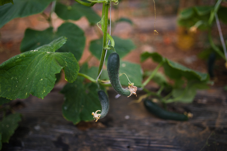 To grow cucumbers in the greenhouse at farmの写真素材