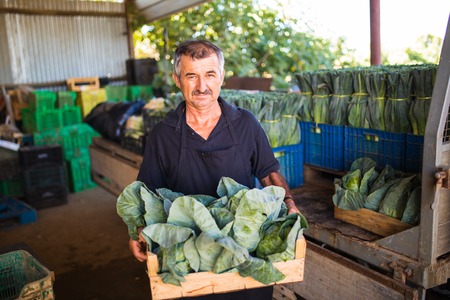 Man with boxes of Organic Leek Plants before sales on market from greenhouseの写真素材