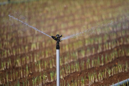 Greenhouse with leek field watering system actionの写真素材