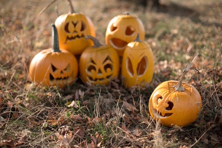 Autumn pumpkin in colorful leaves. Autumn seasonの写真素材