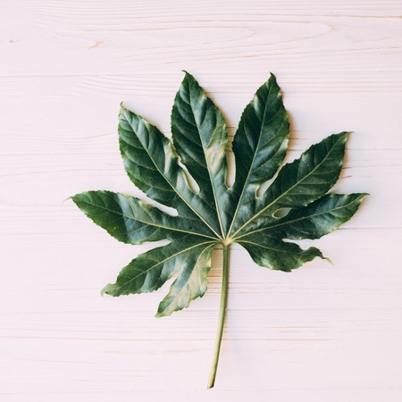 Green leaf texture on wood background. Beautiful pattern green leaf texture with pink stem on old...