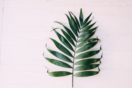 Creative layout made of tropical palm leaves on pastel pink background, top viewの写真素材