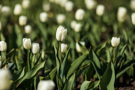 Beautiful white tulips flowerbed closeup. Flower background. Summer garden landscape design.の写真素材