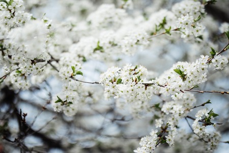 Cherry blossom flowers closeup in spring seasonの写真素材